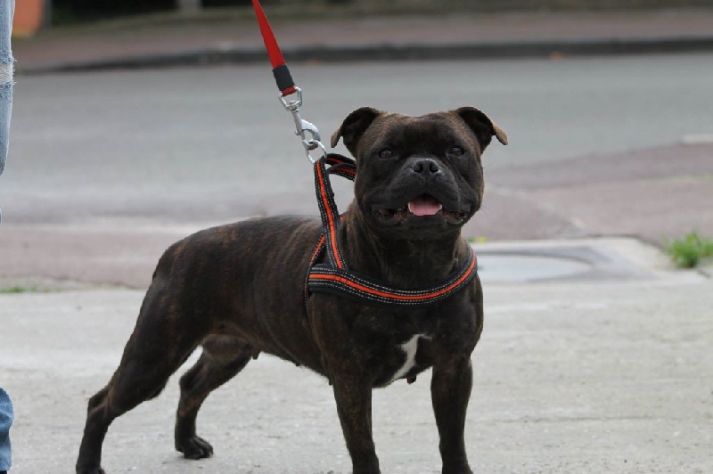 Ice milady Buckystaffie